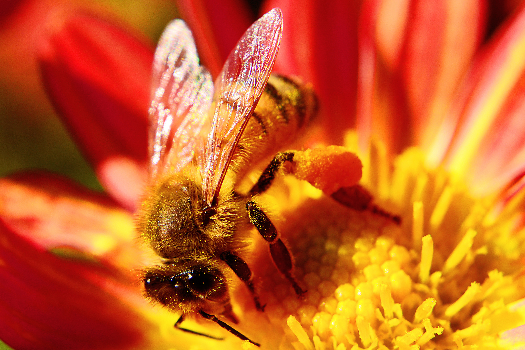 I rischi di contaminazione del miele e dei prodotti delle api