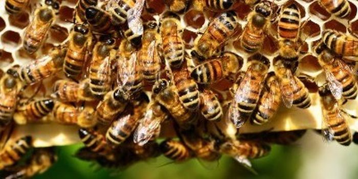A Edolo lezioni di apicoltura