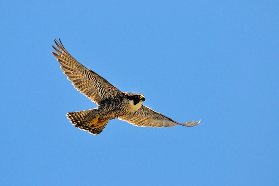 Il falco pellegrino sta covando in valle Bova