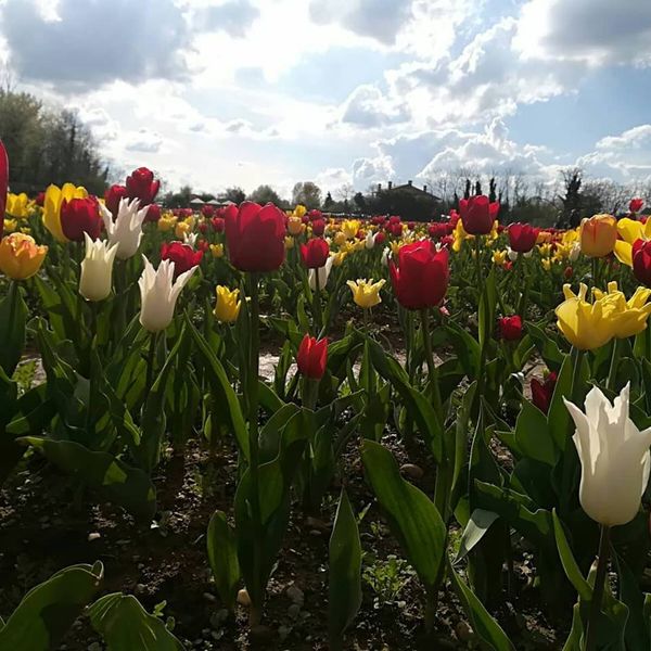 Con Orobie gratis nel campo di Tulipani italiani