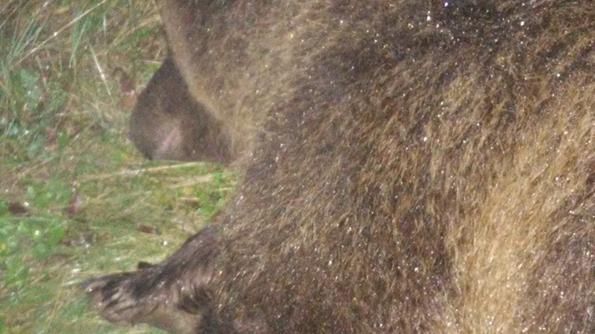 Orsa KJ2 uccisa, la difficile convivenza con i grandi predatori