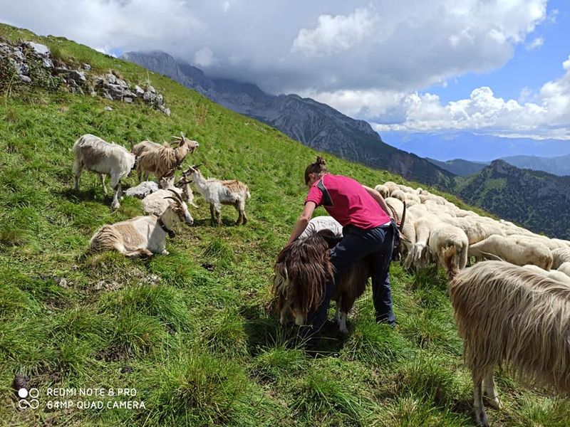 Pasturs, i giovani tornano in montagna