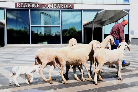 In Lombardia una legge sul pastoralismo