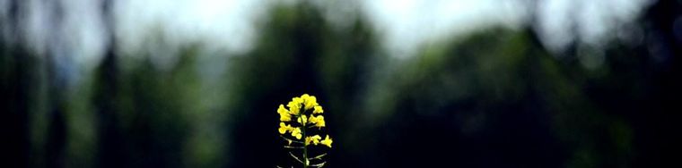13921_primavera-in-giallo