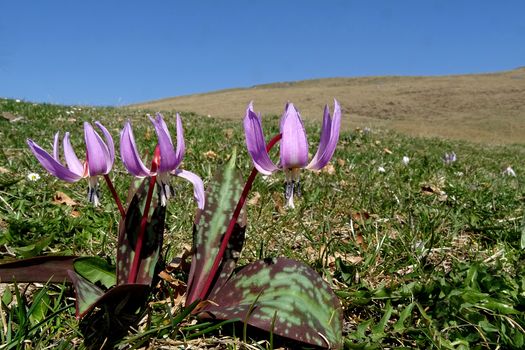 Flora alpina bergamasca