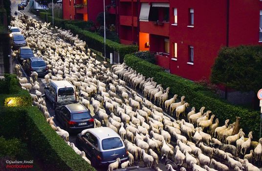 Il pasto drive thru delle pecore a Lecco diventa virale