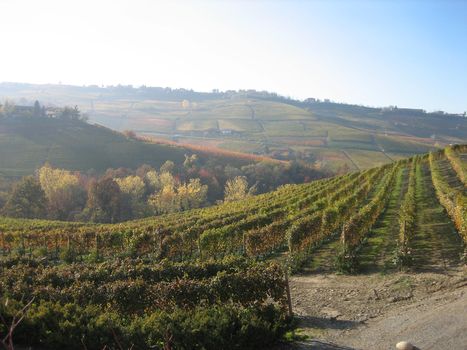 I vini più venduti in Lombardia: in testa Lambrusco, Barbera e Bonarda