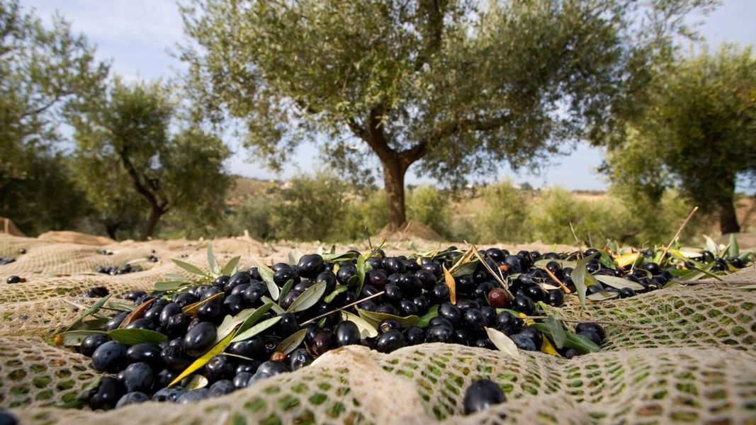 A Desenzano raccolta delle olive fai da te