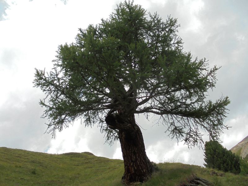Patriarchi Arborei, mostra sugli alberi secolari