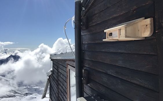 Il fringuello alpino trova casa sulle Orobie e sul monte Rosa