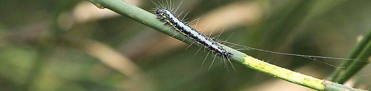 35440_larva-di-uresiphita-gilvata-_-crambidae-pyraustinaejpg.jpg
