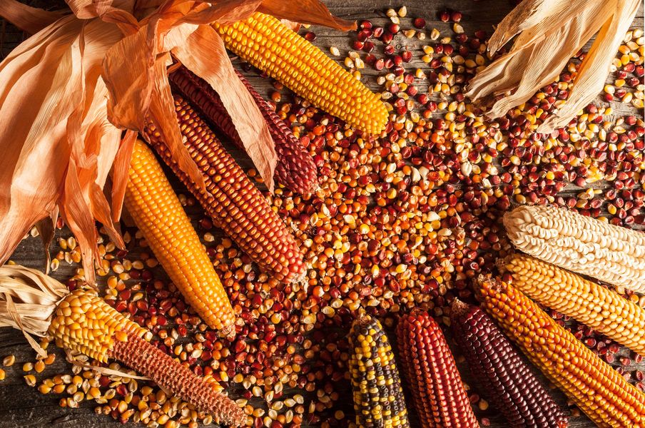 DeCibo. Storia e segreti del mais e delle farine