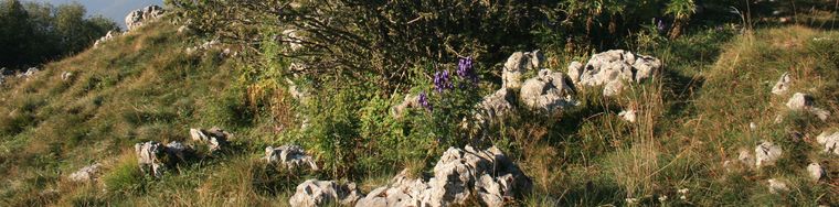 17635_fiori-settembrini-sul-linzone