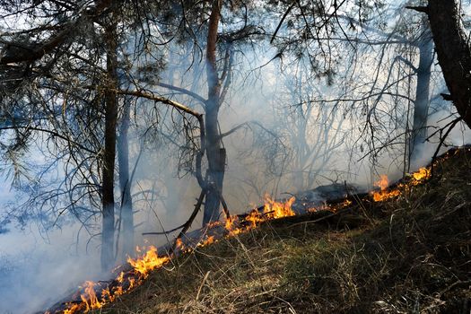 Attenzione: allerta gialla per gli incendi boschivi in Lombardia