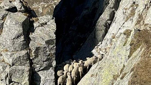 Pecore bloccate in Val Masino