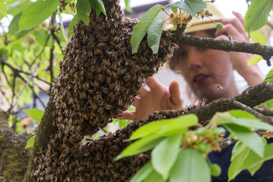 Alla scoperta di api e apicoltura