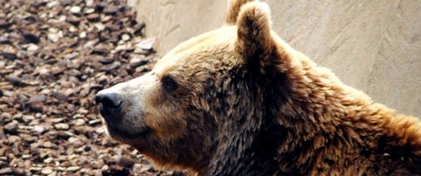 Proiettili di gomma per l'orso: cosa ne pensate?