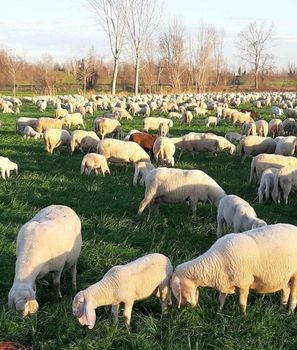 Tramando S'innova, focus sul futuro della lana