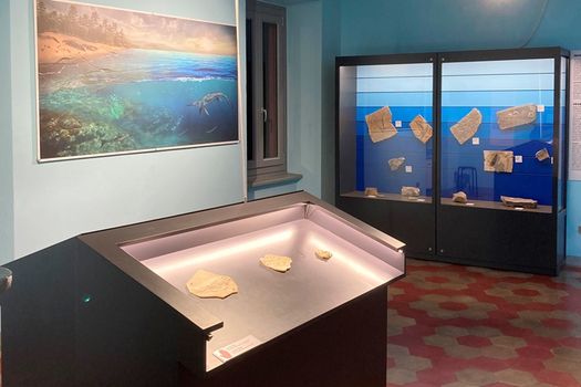Un mare di fossili al Museo di Besano