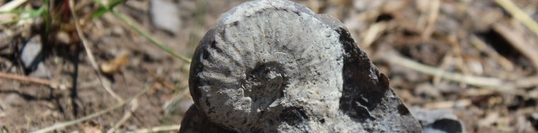 11411_ammonite