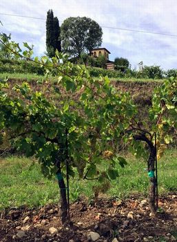 In Franciacorta allo studio le potenzialità dell'uva Erbamat