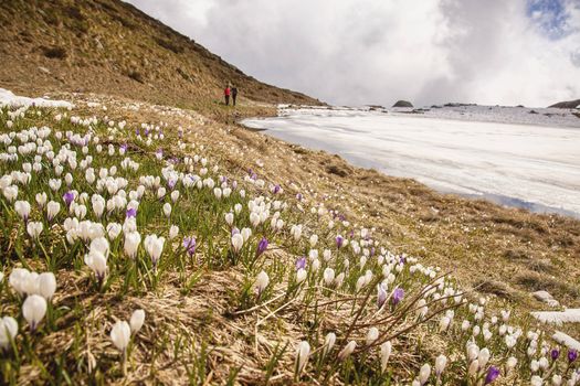 Tra neve e fioriture le mete del maggio di Orobie