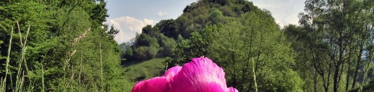 42911_32-peonia-officinalis-_peonia-selvatica_-in-piena-fioritura-con-vista-sul-monte-zuccojpg.jpg