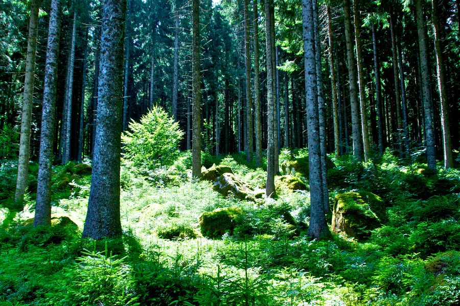 Festival delle foreste, i polmoni verdi della Terra