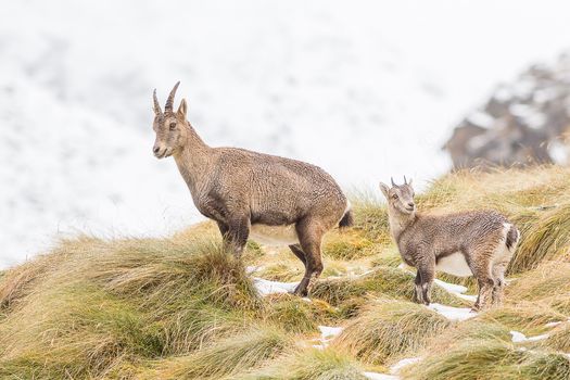 Animali sulle Alpi, tra ritorni e nuovi arrivi