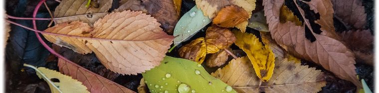 11752_autunno-nelle-foglie