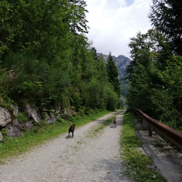 Dog Trail in Val d'Inferno