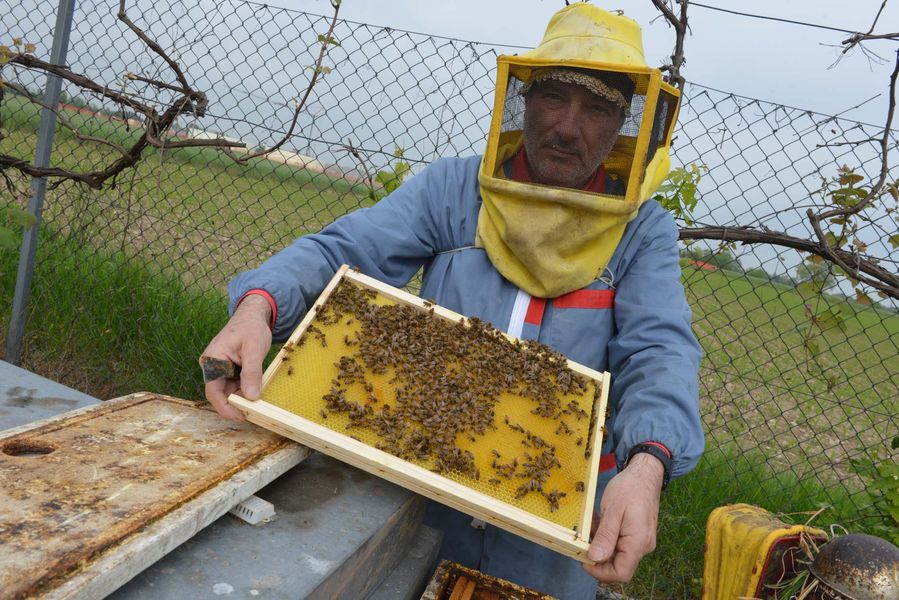 Alveari bollenti e fiori secchi: -30% di miele