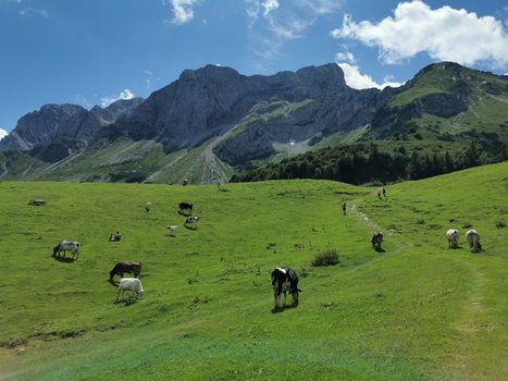 All'Alpe Neel alla scoperta del formaggio in malga