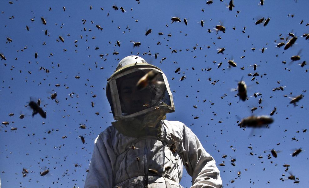 A Minoprio corso gratuito per apicoltori