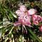 rododendro cistino