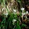 Anthericum ramosum L. (Lilioasfodelo minore)