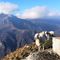 69 Pecorelle in vetta al Due Mani con vista sulle Grigne.jpg