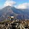 70 Pecorelle in vetta al Due Mani con vista sulle Grigne.jpg
