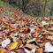 38 Cammino su tappeto di foglie , colorato d_autunno.JPG