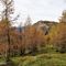 73 Larici colorati d_autunno con vista in Sornadello.JPG