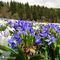 66 Distese di crocus bianchi e scilla bifolia azzurro_violetto.JPG