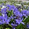 67 Distese di crocus bianchi e scilla bifolia azzurro_violetto.JPG