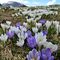 02 Distese di crocus bianco_violetti al Monte Campo _1870 m_ .JPG
