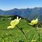 12 Vista sui Piani dell_Avaro con pulsatilla alpina sulfurea.JPG