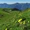 16 Estese gialle fioriture di pulsatilla alpina sulfurea lungo il sentiero.JPG