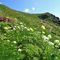 22 Estese fioriture di anemone narcissino, pulasatilla alpina sulfurea, erica....JPG