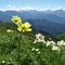 24 Estese fioriture di anemone narcissino, pulasatilla alpina sulfurea..JPG
