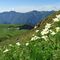 25 Estese fioriture di anemone narcissino, pulasatilla alpina sulfurea con vista sui Piani dell_Avaro..JPG