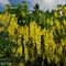 14 Maggiociondoli con cascate di grappoli di fiori gialli .JPG