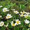 28 Estese fioriture di camedrio alpino _Dryas octopetala_.JPG